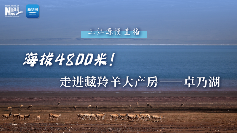 大美中國(guó)｜海拔4800米！走進(jìn)藏羚羊大產(chǎn)房——卓乃湖